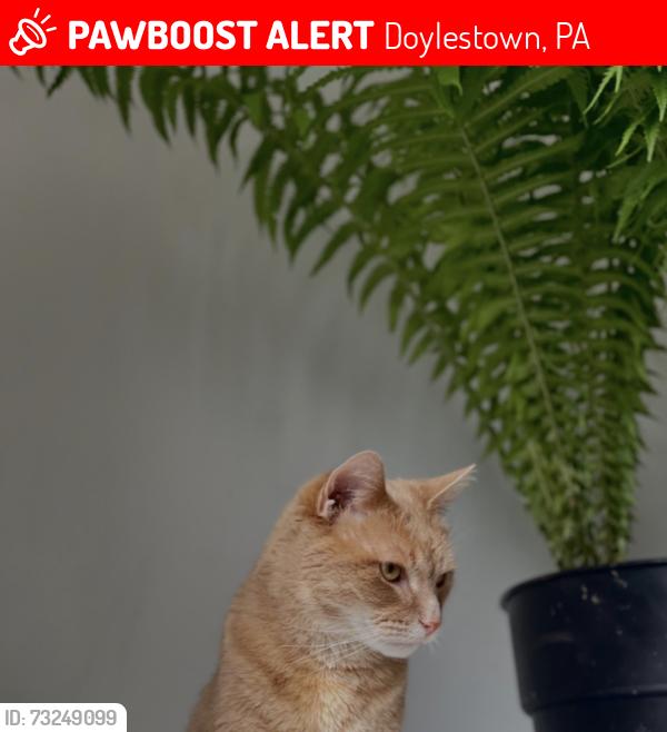 Lost Male Cat last seen Near milords lane Doylestown pa, Doylestown, PA 18902