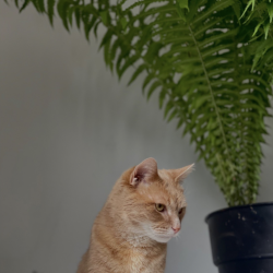 Lost Male Cat last seen Near milords lane Doylestown pa, Doylestown, PA 18902