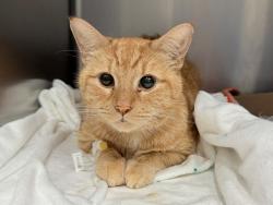Shelter Stray Female Cat last seen Apt 4D,2135 Madison Avenue, NEW YORK, NY, 10036, 326 E 110th St, New York, NY 10029, USA