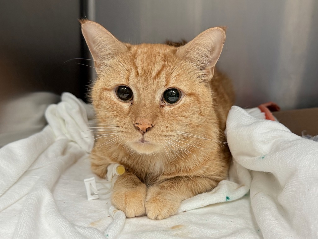 Shelter Stray Female Cat last seen Apt 4D,2135 Madison Avenue, NEW YORK, NY, 10036, 326 E 110th St, New York, NY 10029, USA