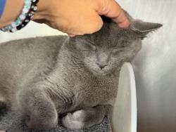 Shelter Stray Female Cat last seen Near Odell Avenue, BRONX, NY, 10462, 326 E 110th St, New York, NY 10029, USA