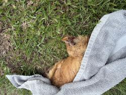 Found/Stray Unknown Cat last seen asher downs, Greensboro, NC 27405