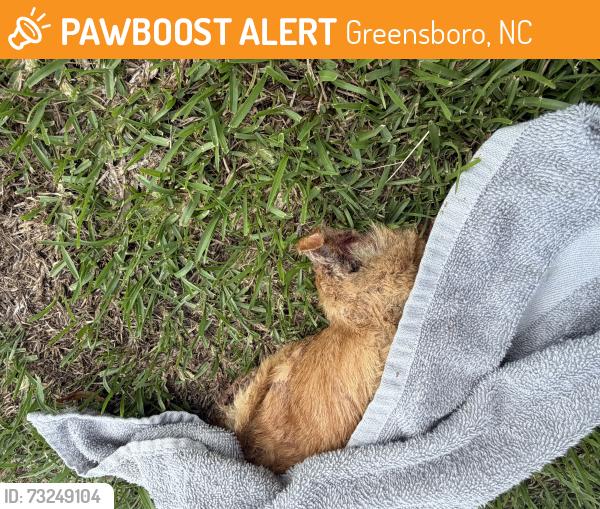 Found/Stray Unknown Cat last seen asher downs, Greensboro, NC 27405