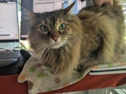 Lost Female Cat last seen North 40 in Mead, Mead, WA 99021