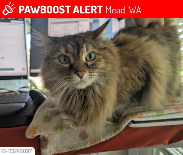 Lost Female Cat last seen North 40 in Mead, Mead, WA 99021