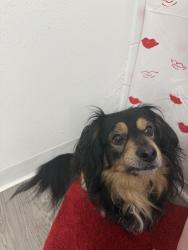 Lost Male Dog last seen Swain & Pershing, Stockton, CA 95207