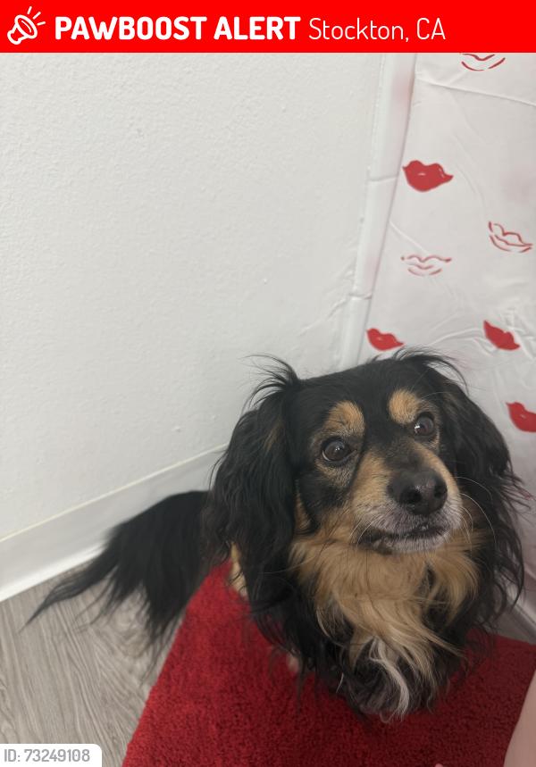 Lost Male Dog last seen Swain & Pershing, Stockton, CA 95207