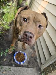 Found/Stray Male Dog last seen East mcnichols, Detroit, MI 48213