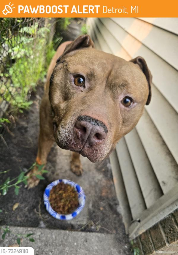 Found/Stray Male Dog last seen East mcnichols, Detroit, MI 48213