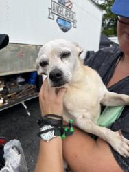 Found/Stray Male Dog last seen Near Newark Road, Kennett Square PA, Kennett Square, PA 19348