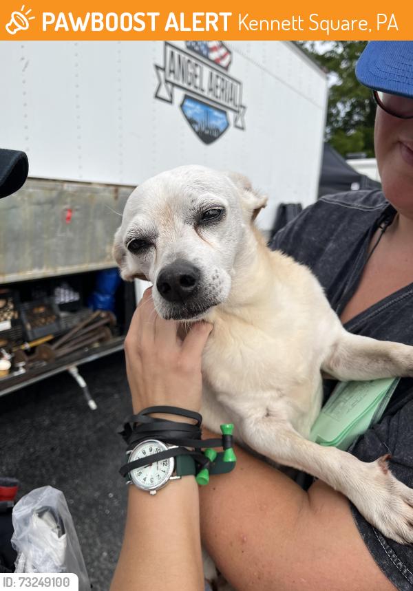 Found/Stray Male Dog last seen Near Newark Road, Kennett Square PA, Kennett Square, PA 19348