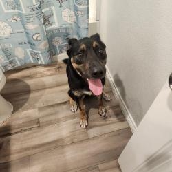 Found/Stray Male Dog last seen Rancho Vista, Corpus Christi, TX 78414
