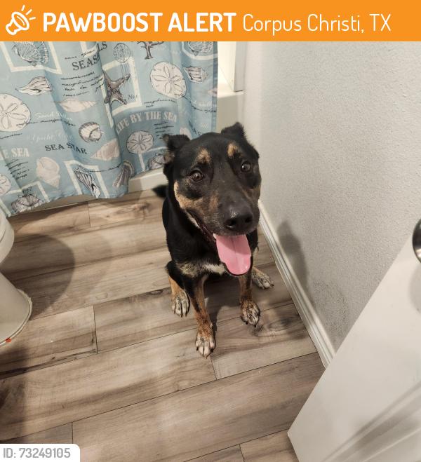 Found/Stray Male Dog last seen Rancho Vista, Corpus Christi, TX 78414