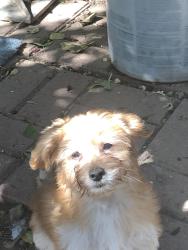 Reunited Female Dog last seen Near la Conner drive Sunnyvale CA, Sunnyvale, CA 94087
