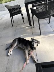 Lost Female Dog last seen Near 28th dr se bothell wa 98012, Bothell, WA 98012