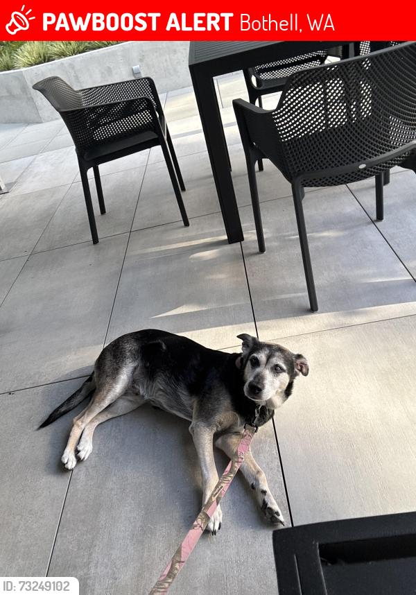 Lost Female Dog last seen Near 28th dr se bothell wa 98012, Bothell, WA 98012