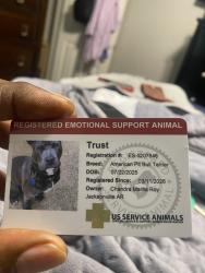 Lost Male Dog last seen Baptist hosp in Little Rock, Arkansas, Pensacola, FL 32503