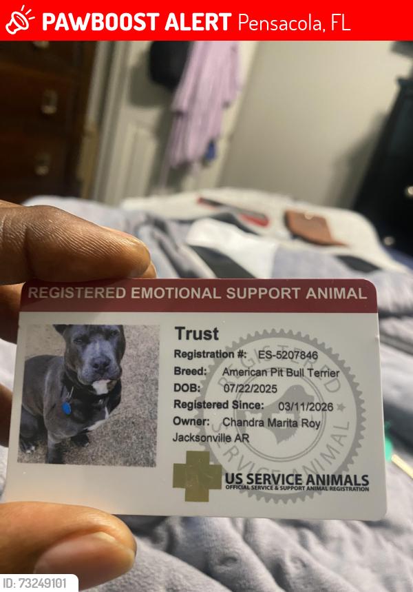 Lost Male Dog last seen Baptist hosp in Little Rock, Arkansas, Pensacola, FL 32503