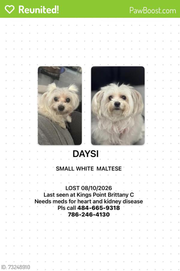 Reunited Female Dog last seen Kings Point/ Brittany lane, Brittany Court Delray Beach Fl, Kings Point, FL 33446