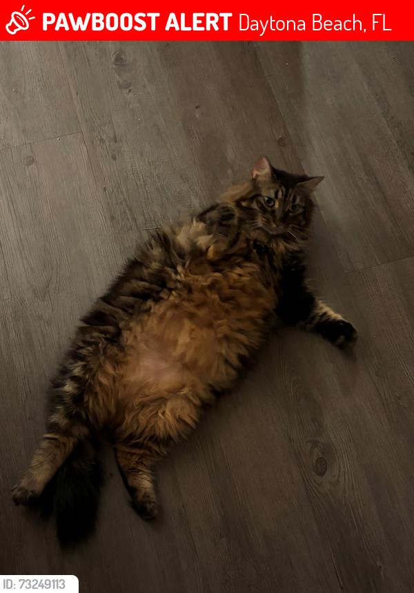 Lost Male Cat last seen Champion's Quarters apmts on Clyde Morris Blvd., Daytona Beach, FL 32117