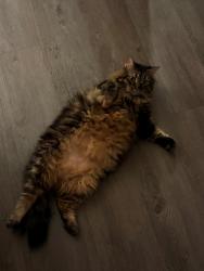 Lost Male Cat last seen Champion's Quarters apmts on Clyde Morris Blvd., Daytona Beach, FL 32117