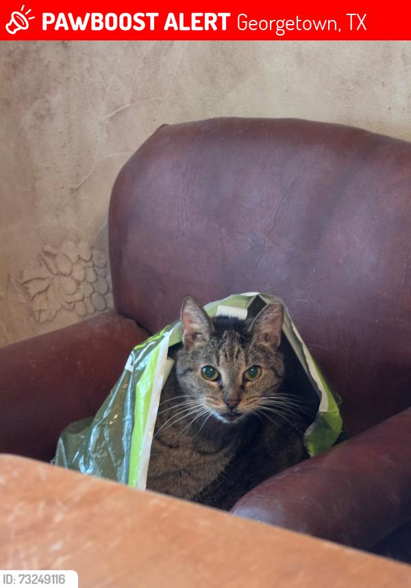 Lost Female Cat last seen Tamara drive, Georgetown, TX 78628