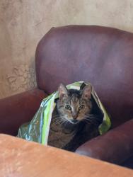 Lost Female Cat last seen Tamara drive, Georgetown, TX 78628