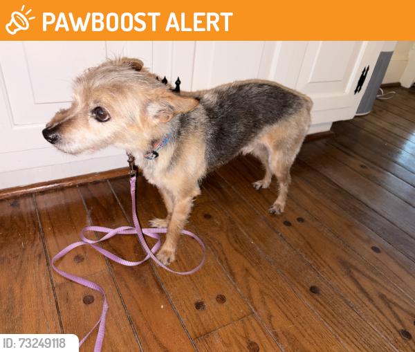 Found/Stray Male Dog last seen Ashbrook Parkway, Chesterfield County, VA 23832