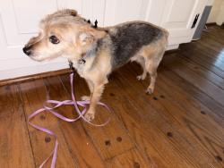 Found/Stray Male Dog last seen Ashbrook Parkway, Chesterfield County, VA 23832