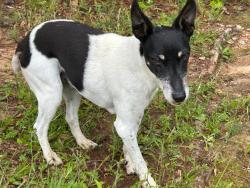 Lost Female Dog last seen New Hope Road, Plantation Rd, Antioch Rd, Henry County, GA 30252
