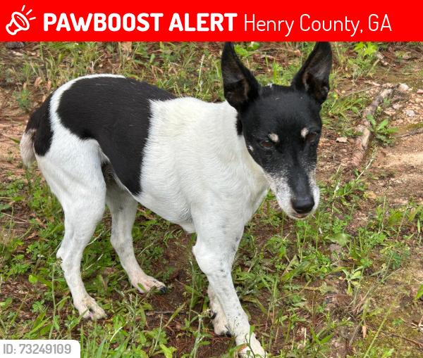 Lost Female Dog last seen New Hope Road, Plantation Rd, Antioch Rd, Henry County, GA 30252