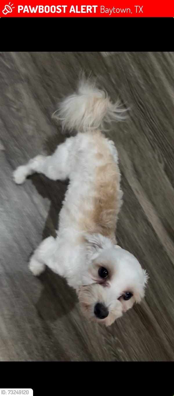 Lost Male Dog last seen Near, Baytown, TX 77523