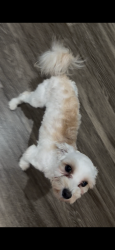 Lost Male Dog last seen Near, Baytown, TX 77523