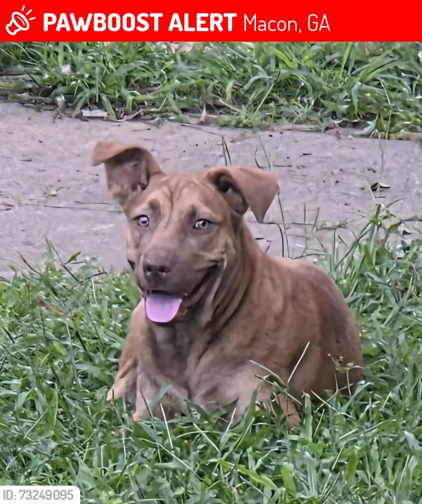 Lost Female Dog last seen Applewood St @ Balkcom Ave, Macon, GA 31217