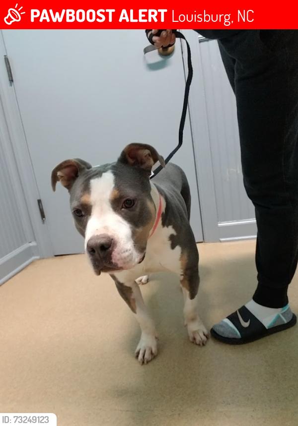 Lost Female Dog last seen Ronald Tharrington Rd Louisburg, NC, Louisburg, NC 27549
