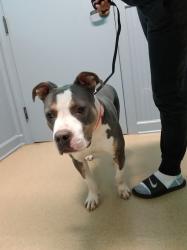 Lost Female Dog last seen Ronald Tharrington Rd Louisburg, NC, Louisburg, NC 27549