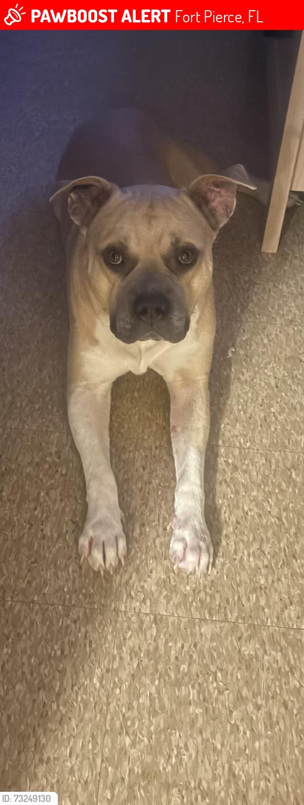 Lost Male Dog last seen Palomar pkwy, Fort Pierce, FL 34950