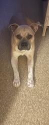 Lost Male Dog last seen Palomar pkwy, Fort Pierce, FL 34950