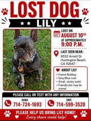 Lost Female Dog last seen Newland and Warner, Huntington Beach, CA 92647