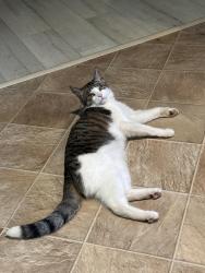 Lost Male Cat last seen near gibson mill, Concord, NC 28027