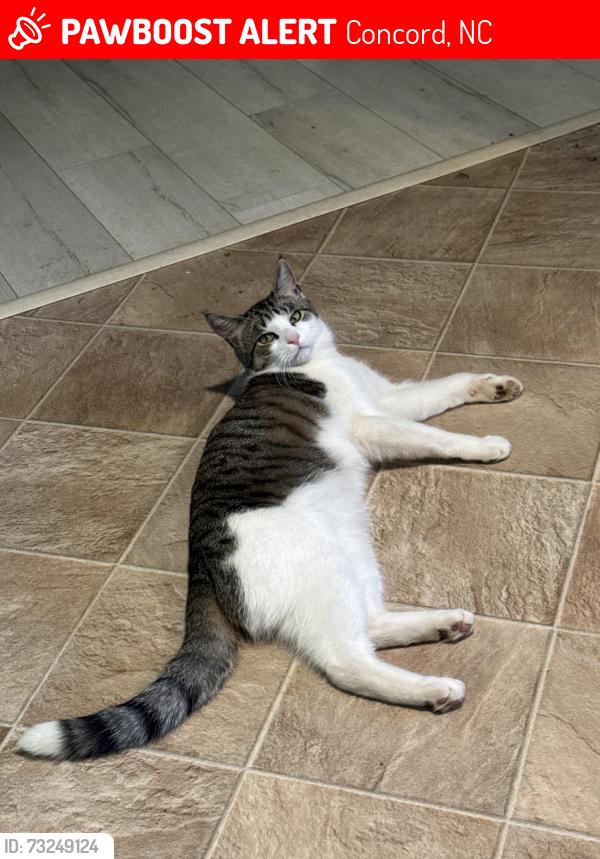 Lost Male Cat last seen near gibson mill, Concord, NC 28027