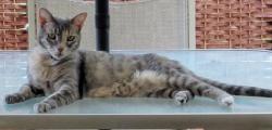 Reunited Female Cat last seen Bardmoor Blvd, Largo, FL 33777