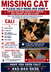 Reunited Female Cat last seen Timberidge and Henderson, Fairfax Station, VA 22039