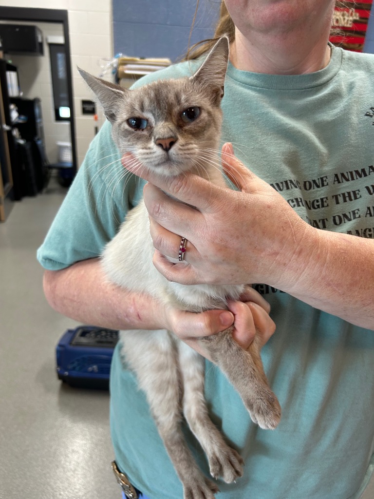 Shelter Stray Female Cat last seen , 5302 Stone St, Chattanooga, TN 37412, USA
