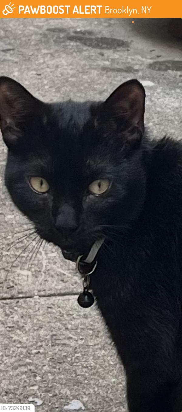 Found/Stray Unknown Cat last seen Near by the fort Hamilton N train, Brooklyn, NY 11219