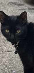 Found/Stray Unknown Cat last seen Near by the fort Hamilton N train, Brooklyn, NY 11219