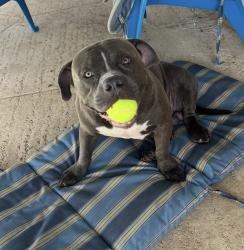 Reunited Male Dog last seen Lake worth near the movie theater, Greenacres, FL 33463
