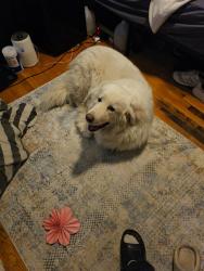 Reunited Male Dog last seen Lockwood drive, Middletown, MD 21769
