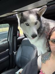 Lost Male Dog last seen Summerlyn Division, Leander, TX 78641