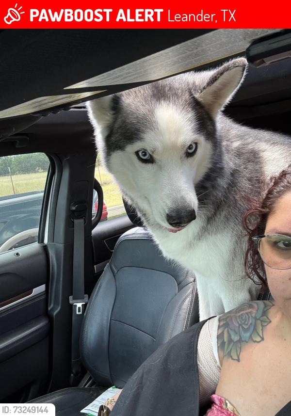 Lost Male Dog last seen Summerlyn Division, Leander, TX 78641